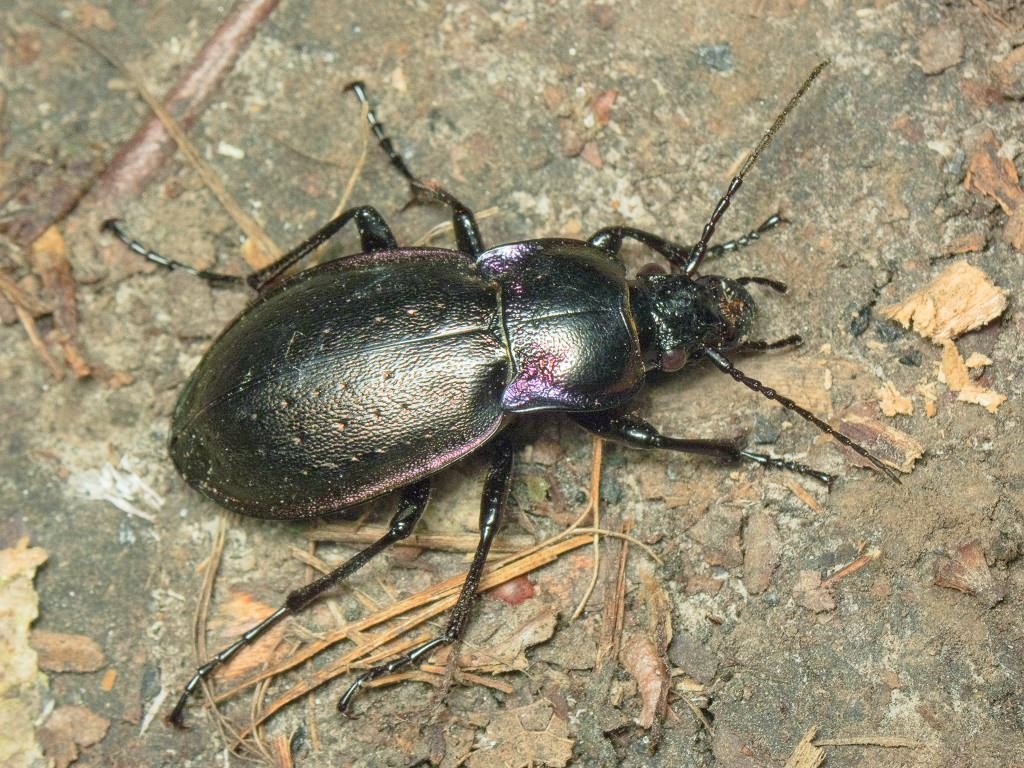 Carabus nemoralis nemoralis O.F. Muller, 1764